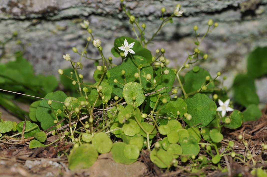 İzmir'in dağlarında endemik çiçekler açtı! 12